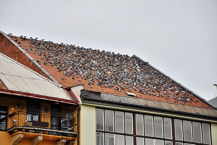 A2B Pest Control are able to install spikes to deter birds from roofs in Mildenhall. 