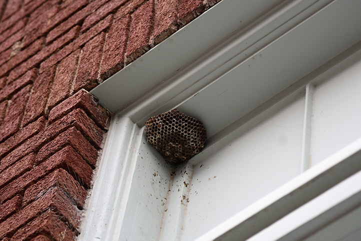 We provide a wasp nest removal service for domestic and commercial properties in Mildenhall.
